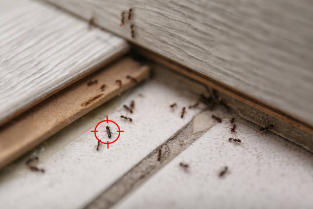 Professional Pest Control in Irrigon, OR