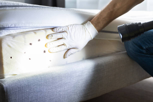 Best Termite Control Services  in Irrigon, OR