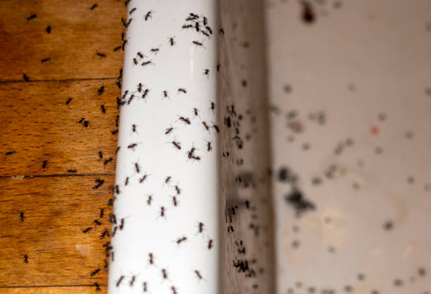 Best Cockroach Control Services  in Irrigon, OR